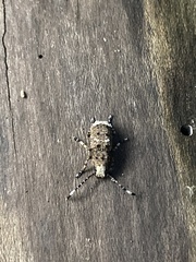Platystomos albinus