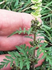 Ambrosia artemisiifolia