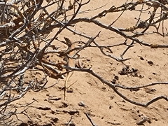 Meroles ctenodactylus