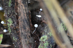 Mycena tenerrima