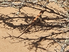 Meroles ctenodactylus