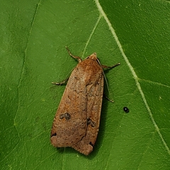 Abagrotis alternata