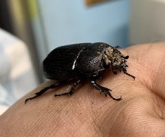 Hemiphileurus illatus