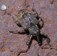 Conotrachelus
