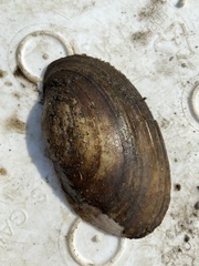 Potamilus fragilis