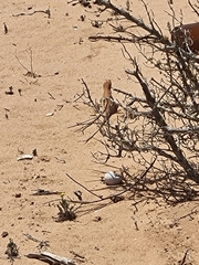 Meroles ctenodactylus