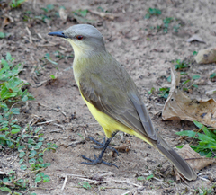 Machetornis rixosa