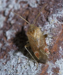 Hamatophylus guttulosus