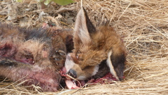 Vulpes vulpes silacea