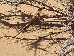 Meroles ctenodactylus