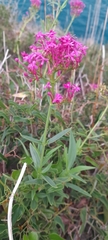 Centranthus ruber