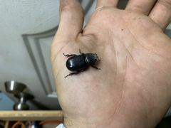 Hemiphileurus illatus