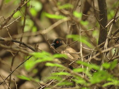 Pycnonotus nigricans
