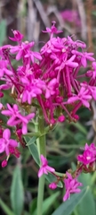 Centranthus ruber