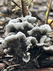 Phellodon niger