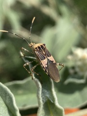Hypselonotus punctiventris