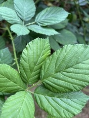 Rubus bifrons