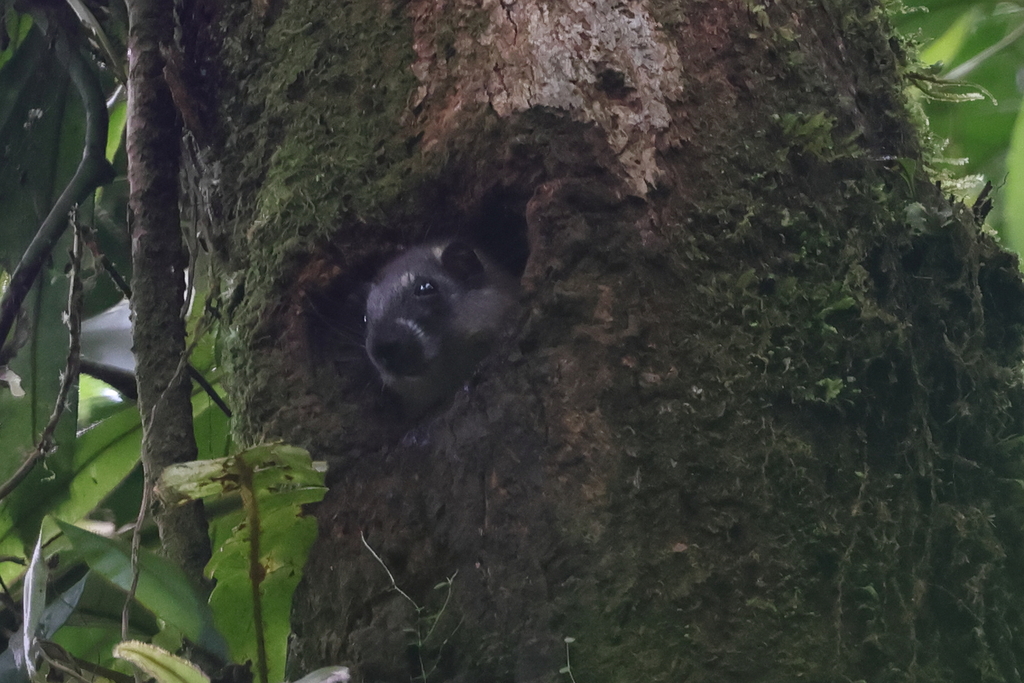 Rufous Tree Rat