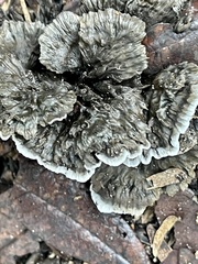 Phellodon niger