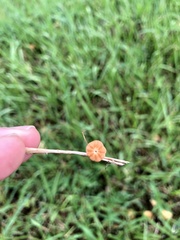 Marasmius graminum