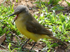 Machetornis rixosa