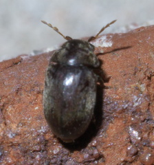 Tricorynus
