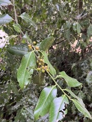 Ilex aquifolium