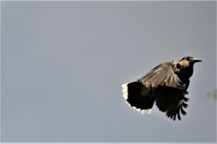 Nucifraga caryocatactes