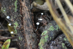 Mycena tenerrima