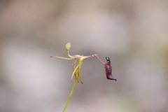 Drakaea gracilis