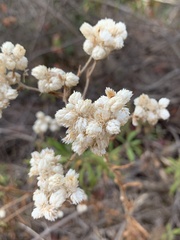 Pseudognaphalium californicum