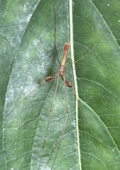 Tetragnathidae