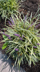 Liriope muscari