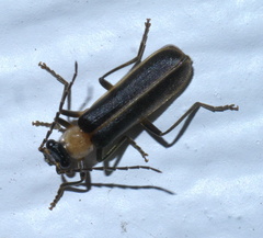 Podabrus flavicollis