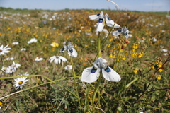 Moraea aristata