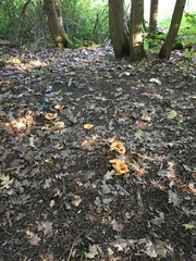Lactarius psammicola