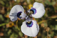 Moraea aristata