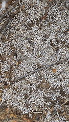 Selaginella cinerascens