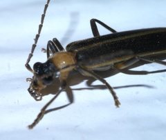 Podabrus flavicollis