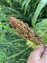 Sorghum bicolor