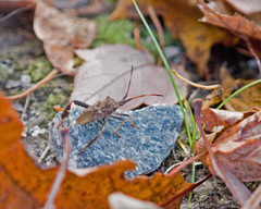 Leptoglossus corculus