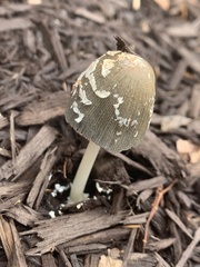 Coprinopsis picacea