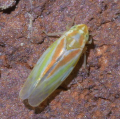 Erythridula