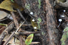 Mycena tenerrima