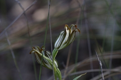 Pterostylis recurva