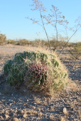 Hamatocactus hamatacanthus