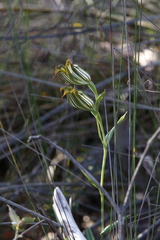 Pterostylis recurva
