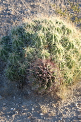 Hamatocactus hamatacanthus