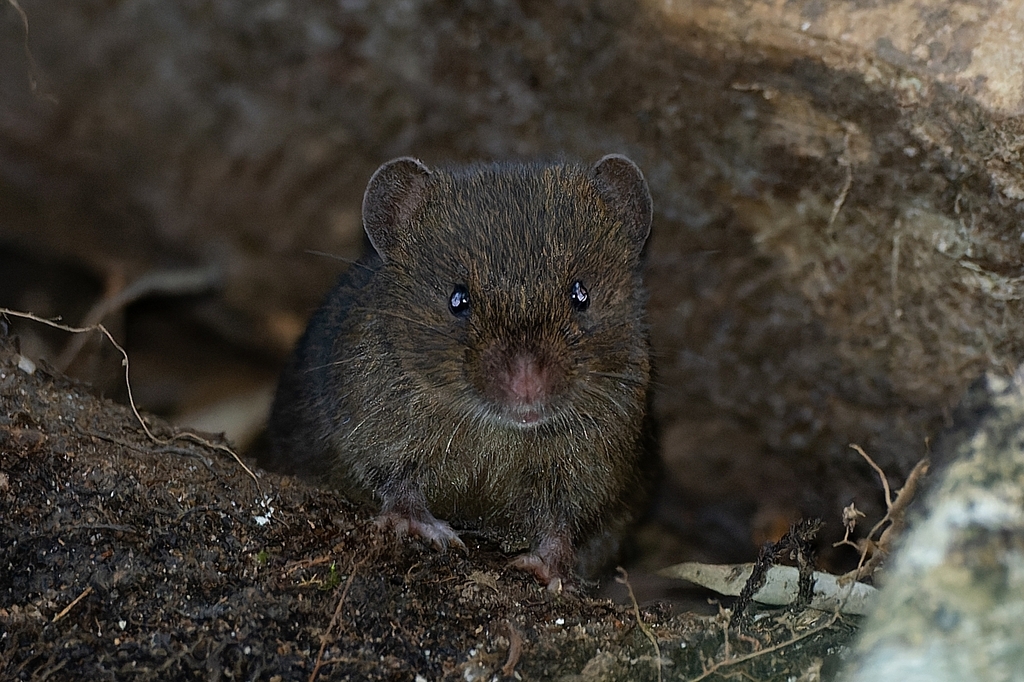 blackish grass mouse (Thaptomys nigrita)
