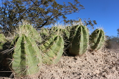Echinocereus enneacanthus enneacanthus
